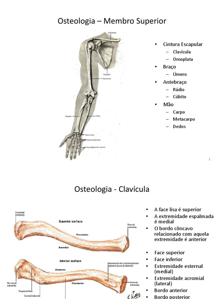 Osteologia - Membro Superior, PDF, Membros (anatomia)