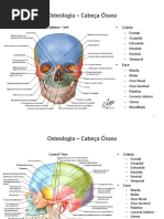 Osteologia – Cabeça Óssea