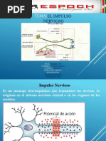 Impulso Nervioso Sinapsis | PDF | Potencial de acción | Sinapsis