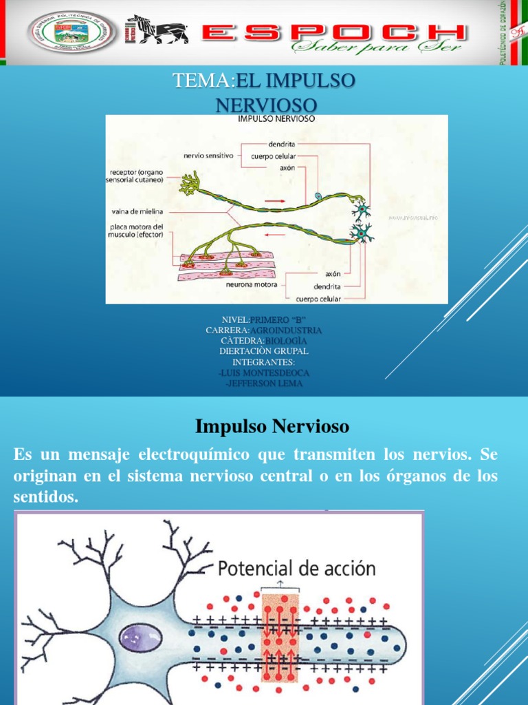 Impulso Nervioso y Función Neuronal | PDF | Potencial de acción | Sinapsis