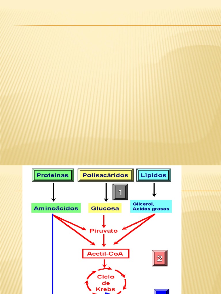 DESCARBOXILACIÓN OXIDATIVA DEL PIRUVATO 2018.ppt