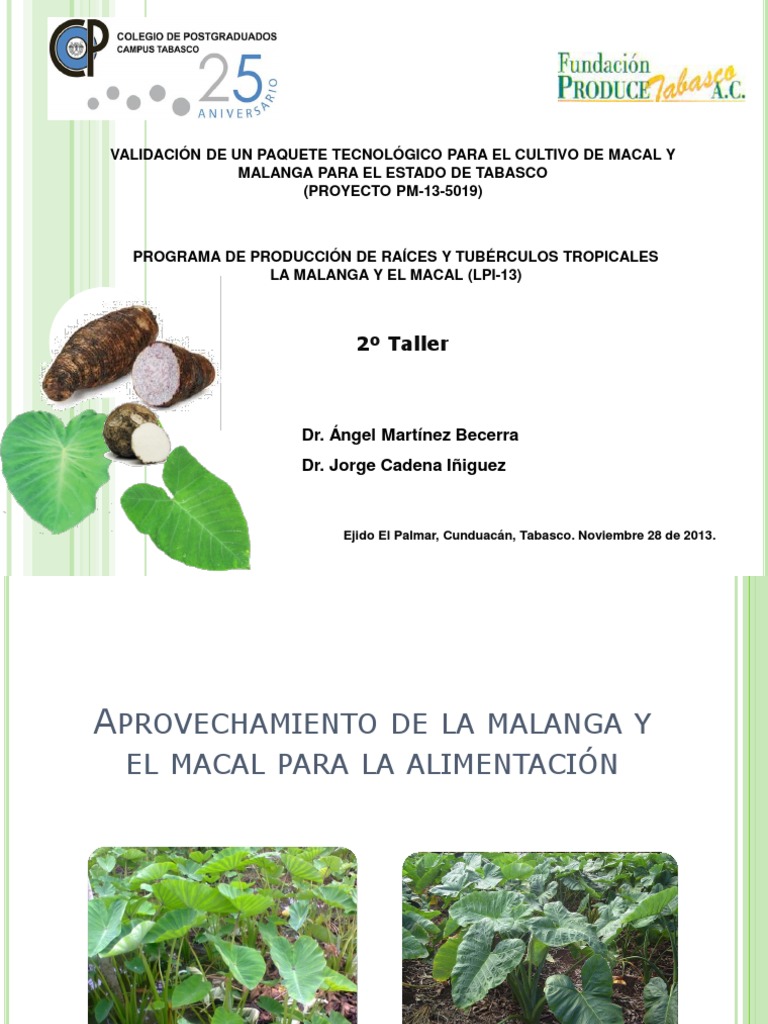 Cultivo de Macal y Malanga en Tabasco | PDF | Preparación de comida y ...