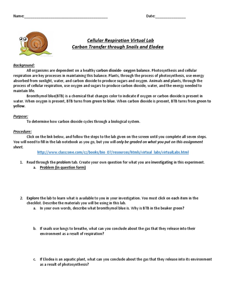 Cellular REspiration Virtual Lab Snails and Elodea PDF Carbon