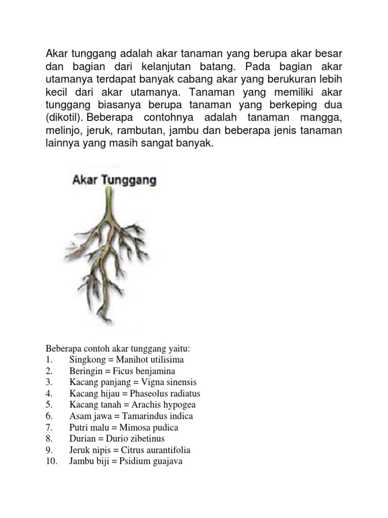 Gambar Akar Kacang Hijau Gambar Bagian Tumbuhan