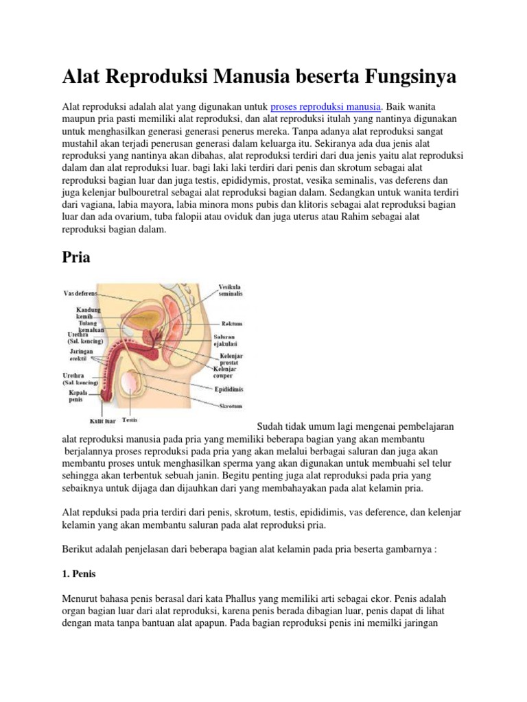 Alat Kelamin Laki Laki Beserta Fungsinya Berbagai Alat Alat Kelamin Laki Laki Beserta Fungsinya Berbagai Alat