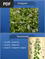 oregano