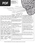 1 Auriculo Pontos Do Antitrago Mais Jaw