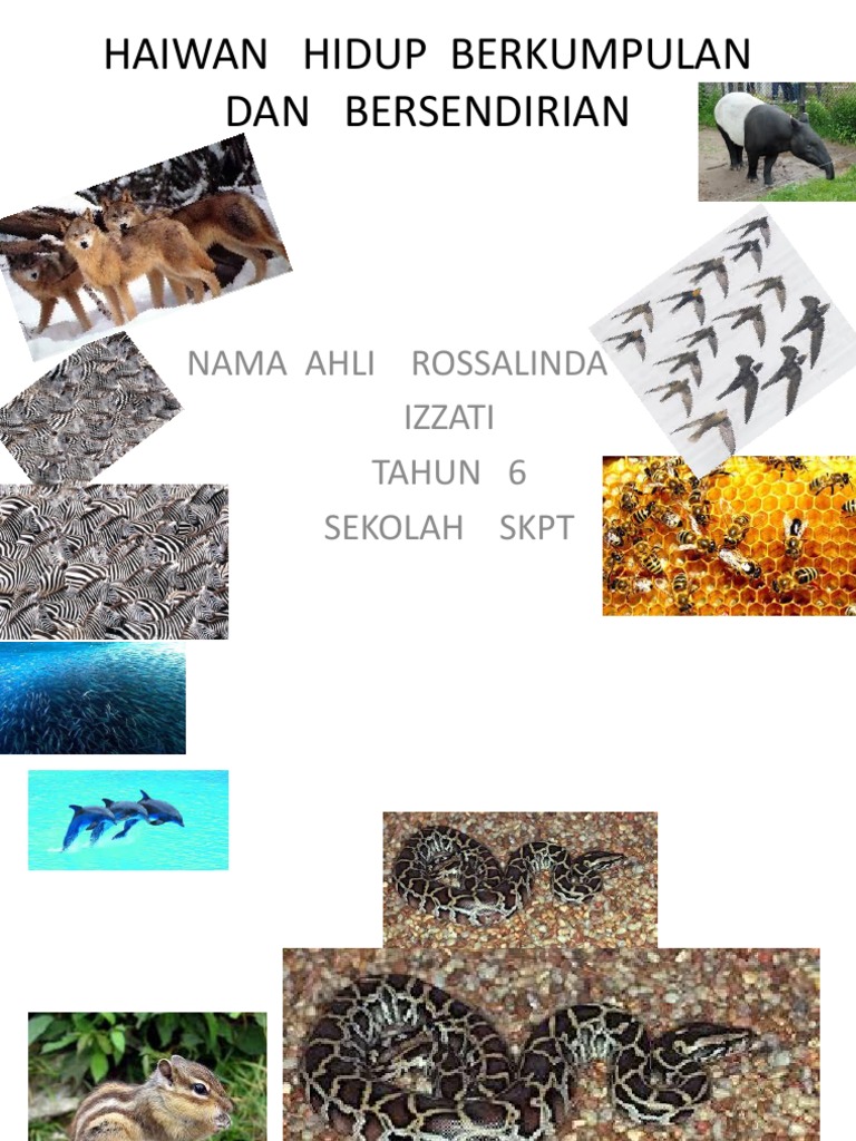 Category Sains Tahun 6 Chang Tun Kuet
