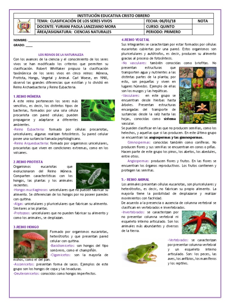 Ficha Organización de Los Seres Vivos | PDF | Plantas | Organismos