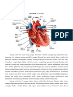 Anatomi Jantung dan Sindroma Koroner Akut
