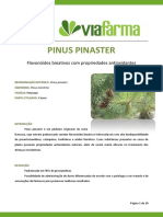Pinus Pinaster