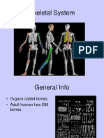 Skeletal System