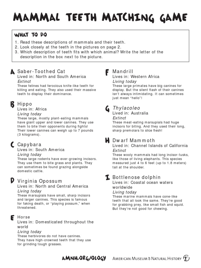 Mammal Teeth Identification Game | PDF | Tooth | Mammals