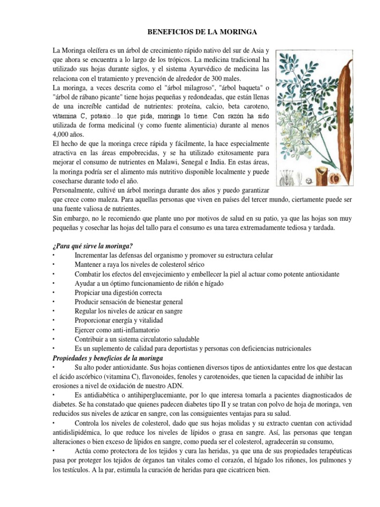 Beneficios y Usos de la Moringa | PDF | Diabetes | Dieta, image size:768x1024