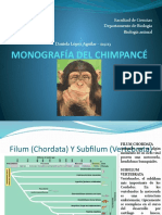 Filogenia Del Chimpancé