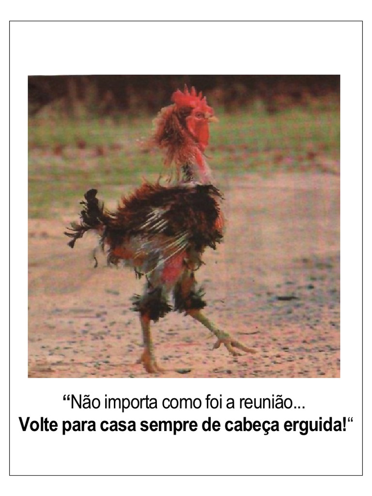 Galo Depenado | PDF