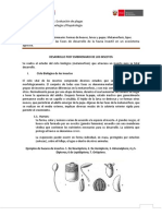 4. Desarrollo post embrionario..docx