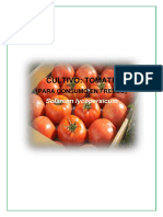 Cultivo Tomate