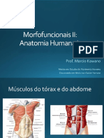 Sistema Muscular - músculos do tórax e abdome.pdf