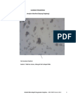 Modul Mikroskopik Simplisia Amylum