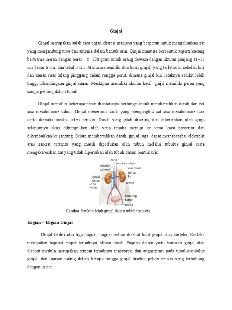 Download 97+ Gambar Ginjal Tempat Terjadinya Filtrasi Keren 