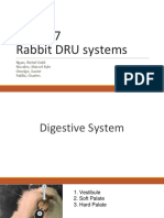 3BIO3 Group 7 Rabbit DRU Systems: Ngan, Richel Gold Novales, Marcel Kyle Omelgo, Xavier Palillo, Charles