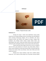 Laporan Akhir Lab Tungau