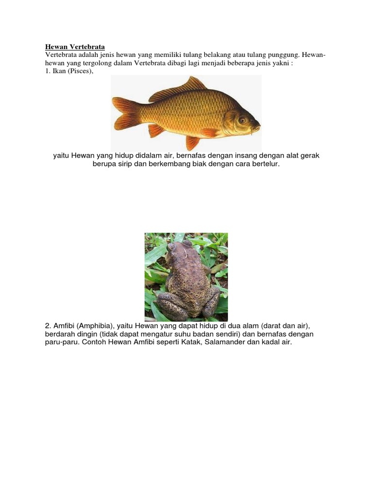 Hewan Vertebrata Pdf