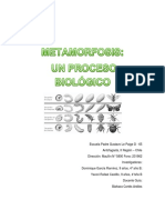 Metamorfosis Final