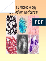 Plasmodium falciparum Life Cycle and Stages