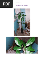Planta de Palta