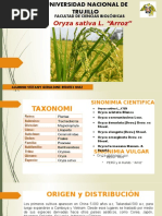 Oryza Sativa L- ARROZ