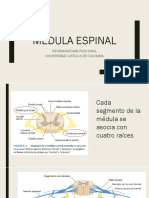 T7 Médula espinal.pdf