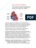 Corazón y Sistema Circulatorio