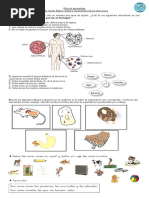 Guía Célula y Organización de Los Seres Vivos