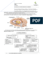 102656744-Guia-de-Biologia-3º-Medio-Sistema-Nervioso-Central.pdf