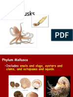 Molluscs New Revised Ppt-1