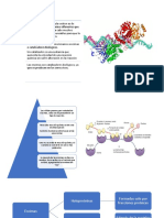 Enzimas catalizadoras biológicas aumentan velocidad de reacciones