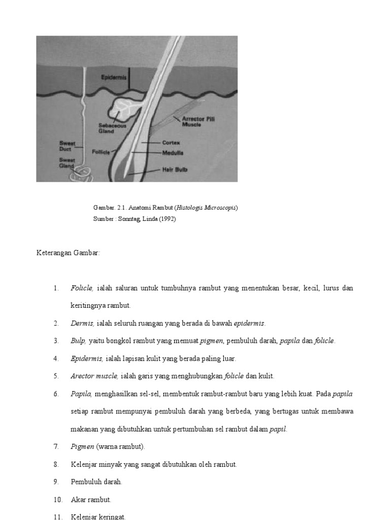 Anatomi dan Struktur Rambut Manusia | PDF