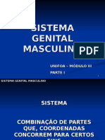 Sistema Genital Masculino - i