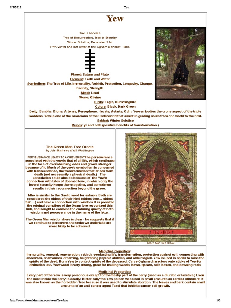 Yew Tree Symbolism and Magical Uses PDF Trees Goddess