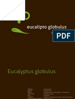 Eucalipto-globulus