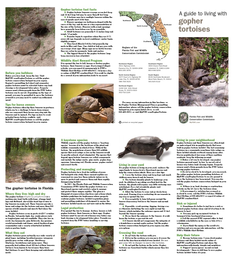 A Guide To Living With Gopher Tortoises | PDF | Conservation | Nature