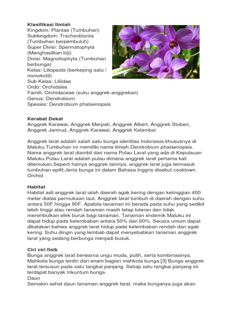 Bahasa Latin Bunga  Anggrek  Aneka Tanaman Bunga 