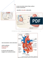 A14 Funzione Cardiovascolare Il Cuore PDF