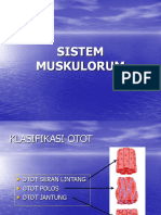 Sistem Muskulorum