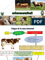 Origen y características de la raza bovina Simmental