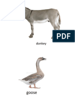 Donkey