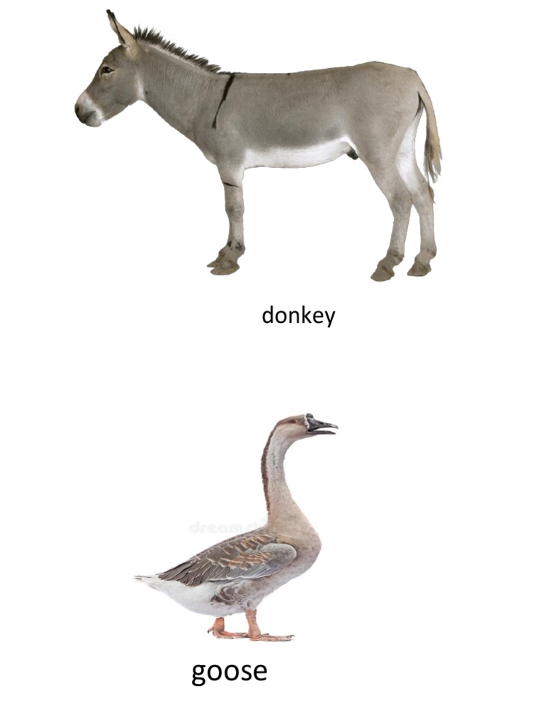 Donkey | PDF