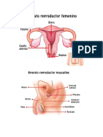 Aparato Reproductor Femenino y Masculino